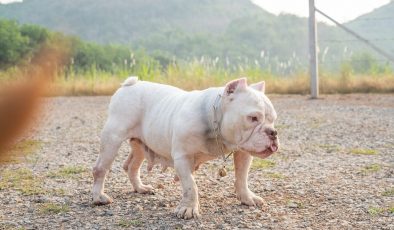 Sosyal medya trendi: İngiltere’de köpeklerin kulaklarını kesiyorlar