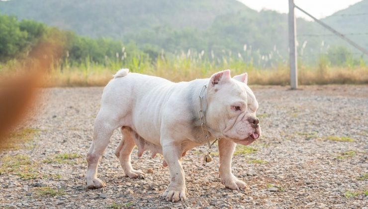 Sosyal medya trendi: İngiltere’de köpeklerin kulaklarını kesiyorlar