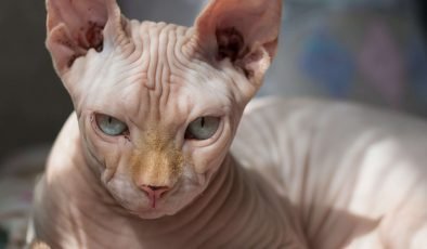 Görünce şaşıracağınız kedi türü: Sfenks (Sphynx) kedisi