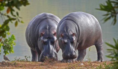 Dünyada ilk: Hayvanat bahçesinde iki su aygırı Covid’e yakalandı!