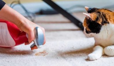 Kedi ve Köpek idrar kokusu halı ve koltuktan nasıl temizlenir?