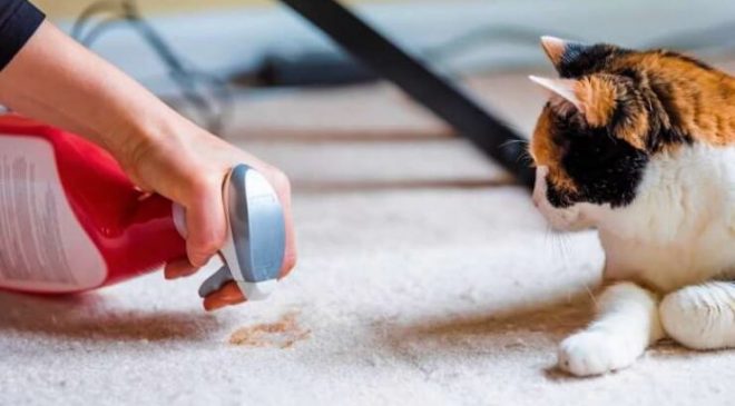 Kedi ve Köpek idrar kokusu halı ve koltuktan nasıl temizlenir?