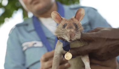 Mayınları koklayan ‘kahraman fare’ Magawa öldü